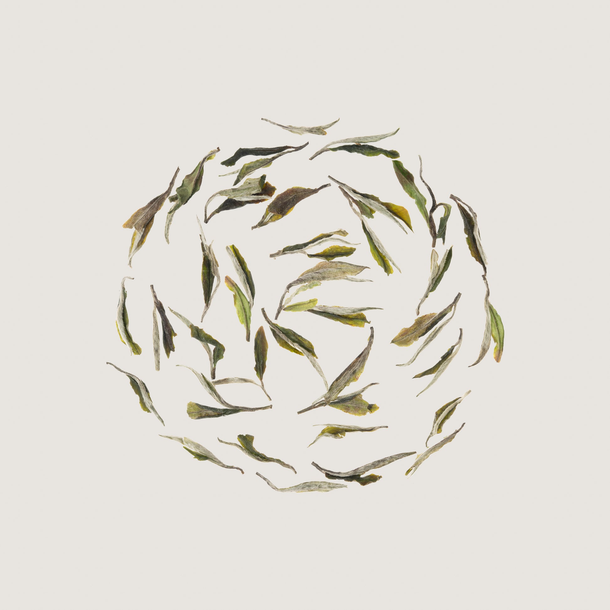 Pluvia Tea Mu Dan Wang