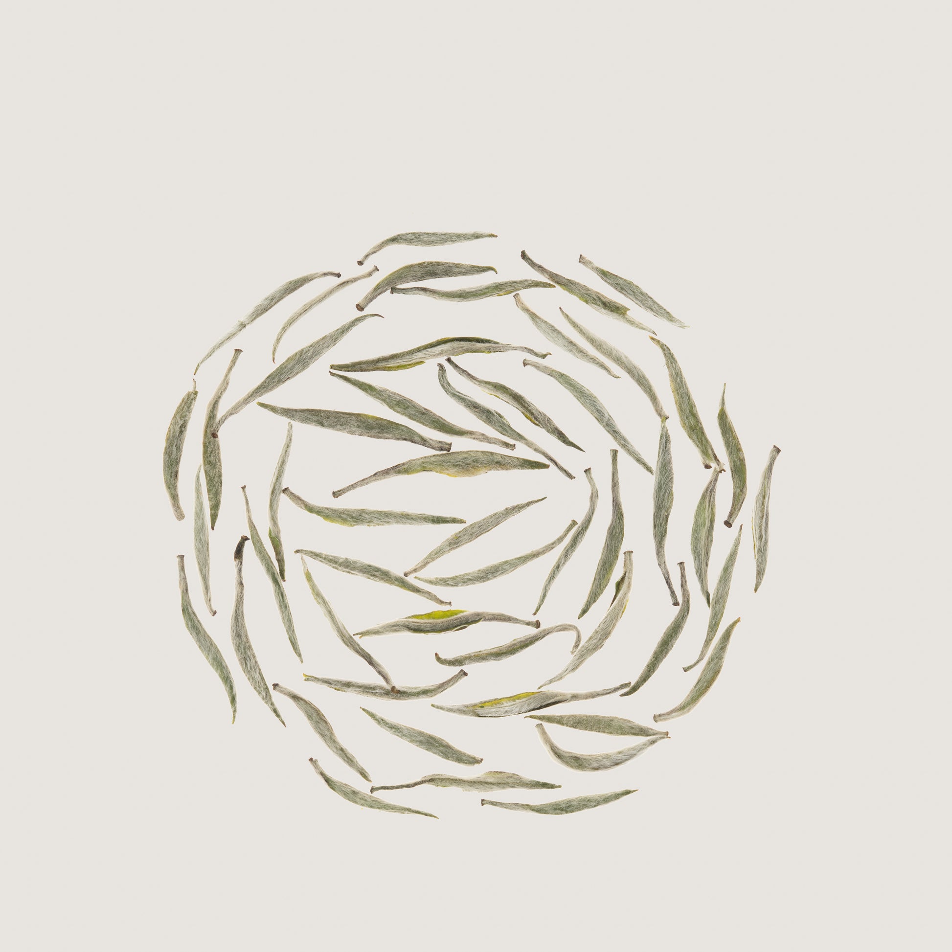 Pluvia Tea Silver Needle