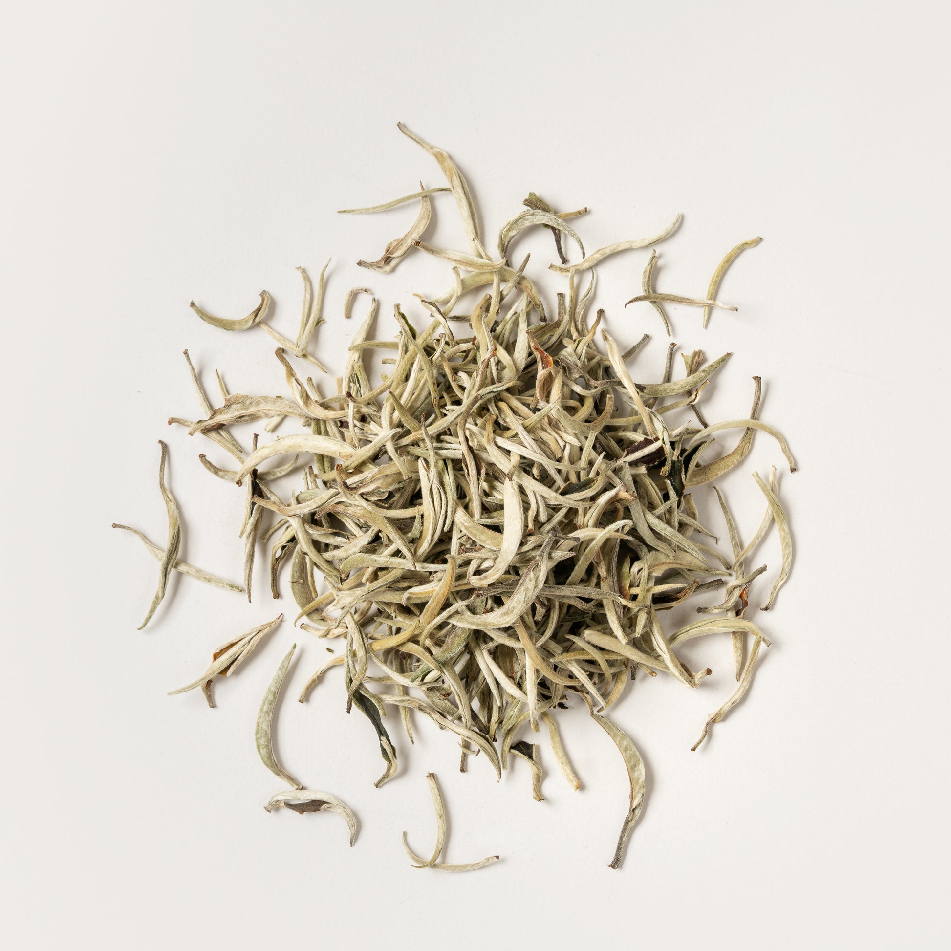 Pluvia Tea Silver Needle